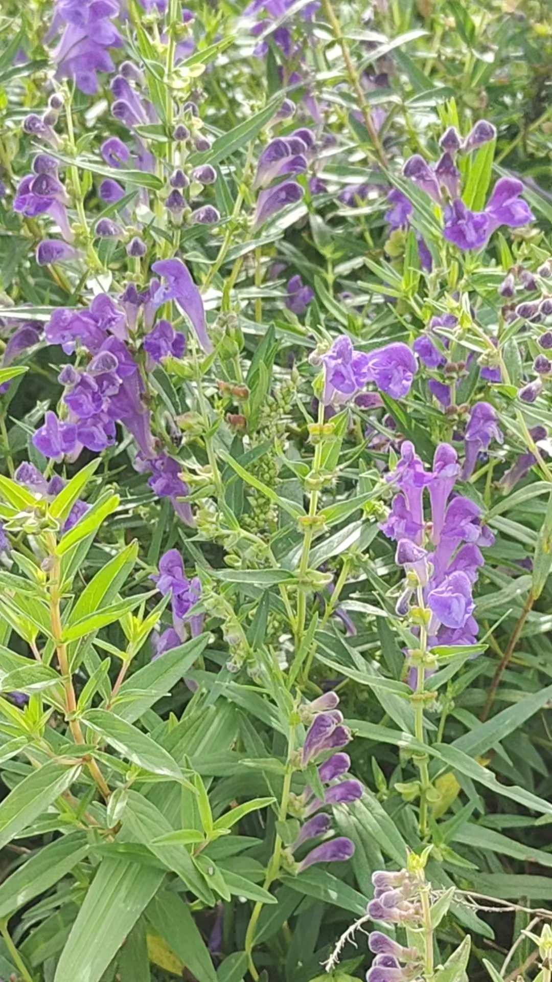 中药材品种图片