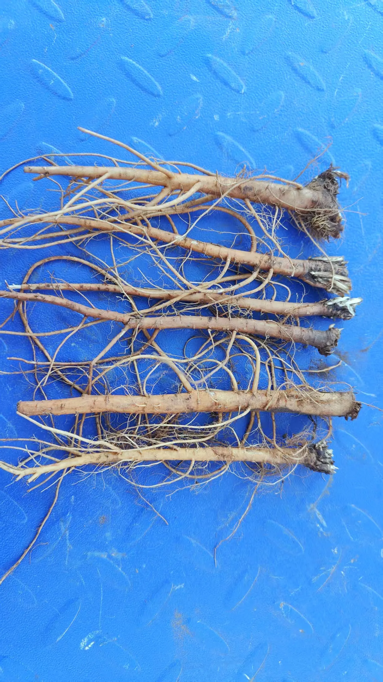 中药材品种图片